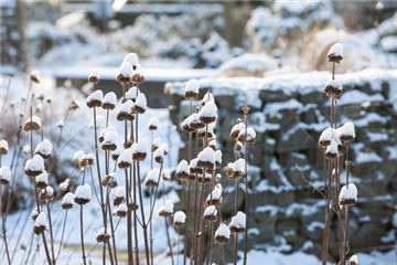 Stauden vor Frost schützen