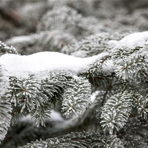 Schnee im Garten: Was tun?