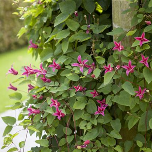 Clematis richtig schneiden