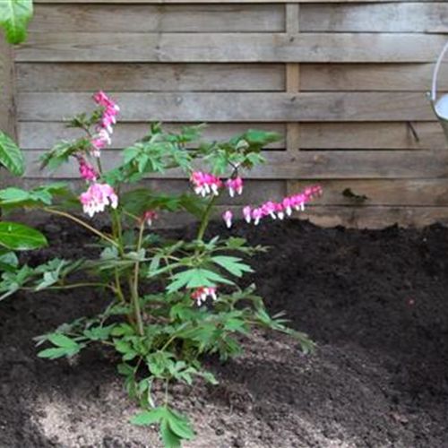 Tränendes Herz - Einpflanzen im Garten