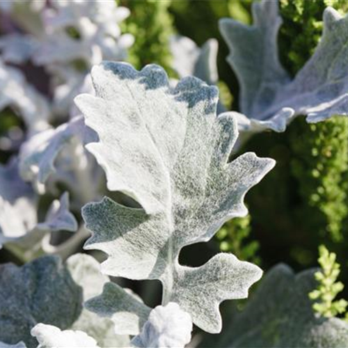 Klimazonen im Garten schaffen