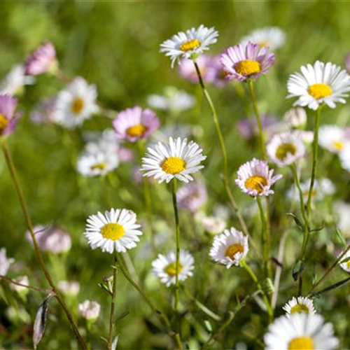 Die heilende Wirkung von Gänseblümchen