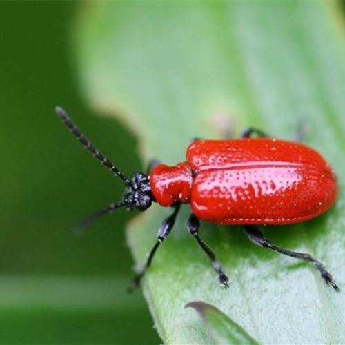 Auf Lilienhähnchen achten