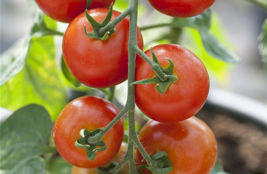 Tomaten: So geling Anzucht und Ernte