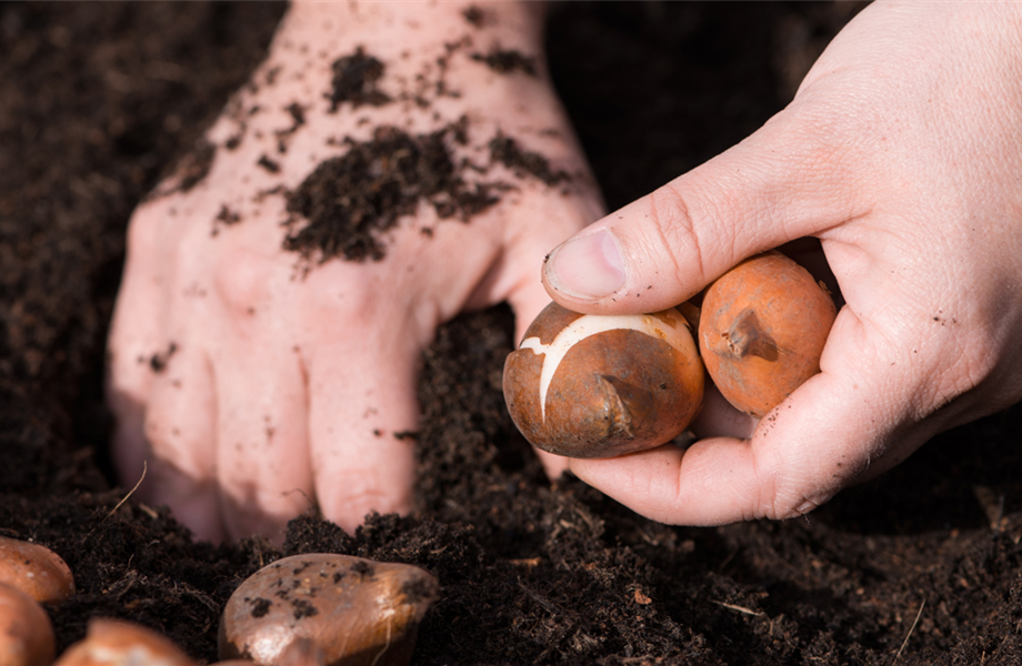 Gartentipps im Oktober