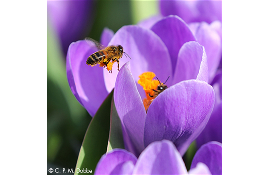 Blumenzwiebelzauber im Frühjahr