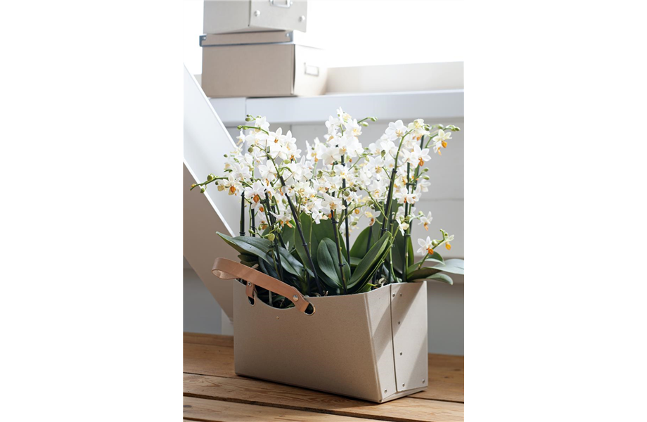 Pflanze des Monats Januar 2021: Phalaenopsis