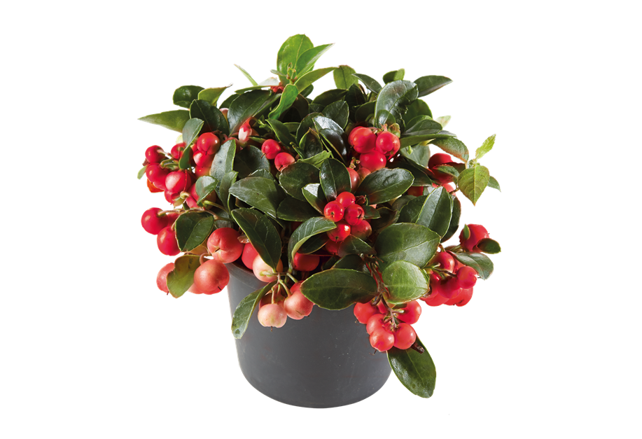 Gaultheria procumbens