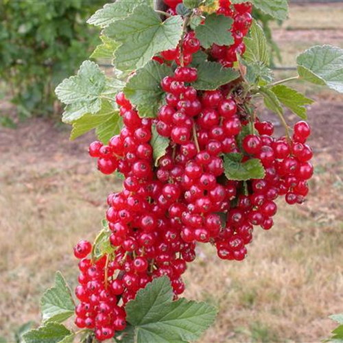 Johannisbeeren im Kübel