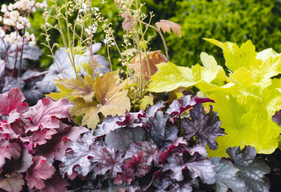 Heuchera-Hybride