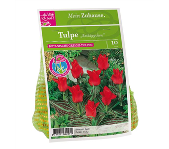 Blumenzwiebel Tulpe 'Rotkäppchen'