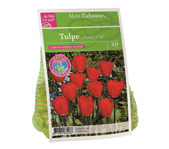 Blumenzwiebel Tulpe 'Fostery King'