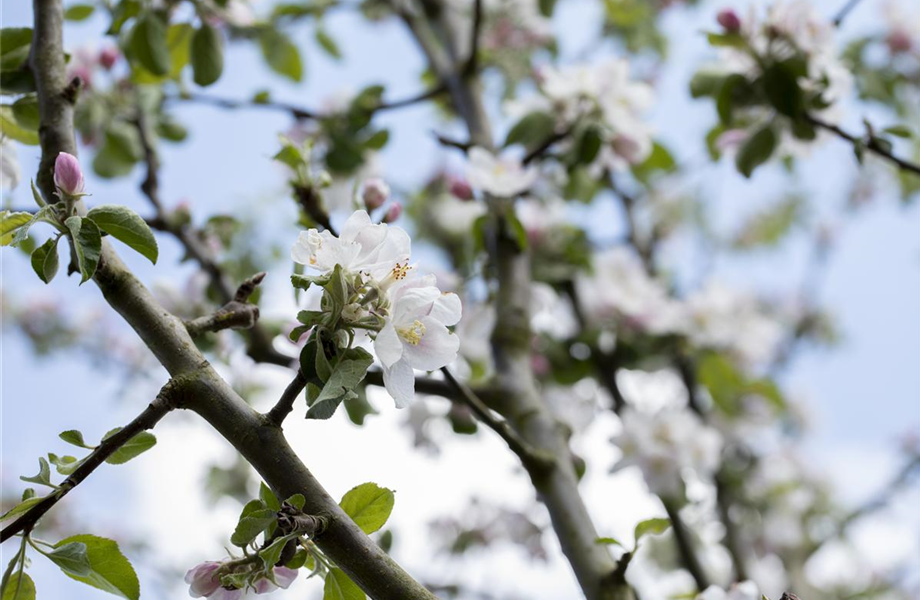 März 2019: Apfelbaum