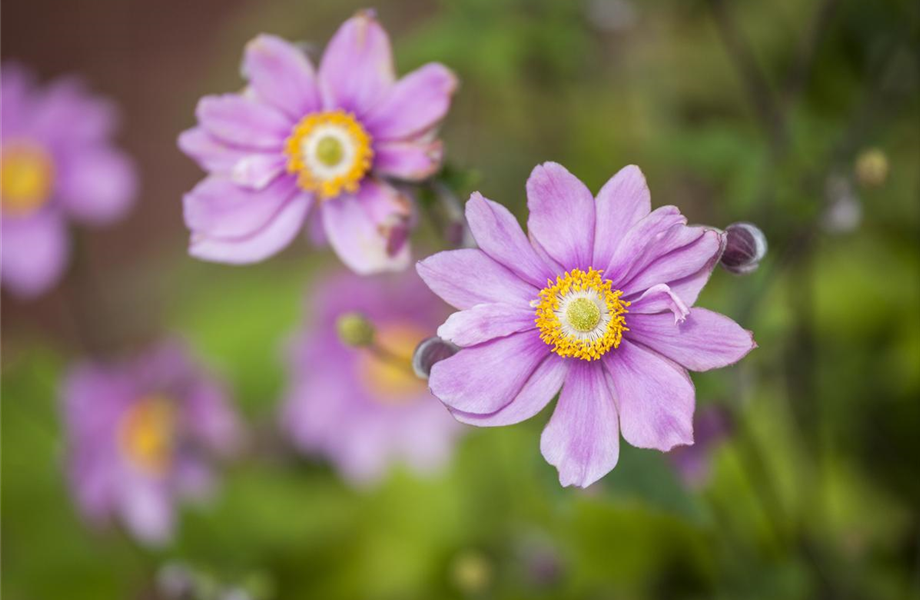 Juli 2019: Anemone